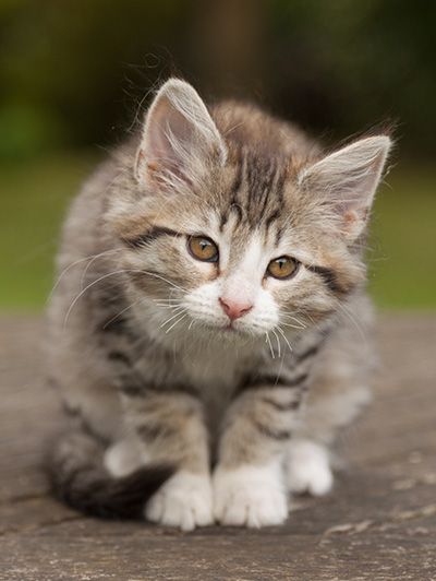 Leonie - 12 weeks old