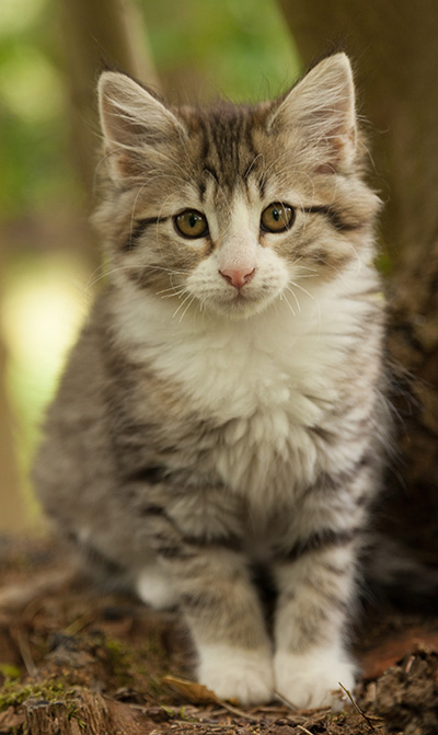 Leonie - 12 weeks old