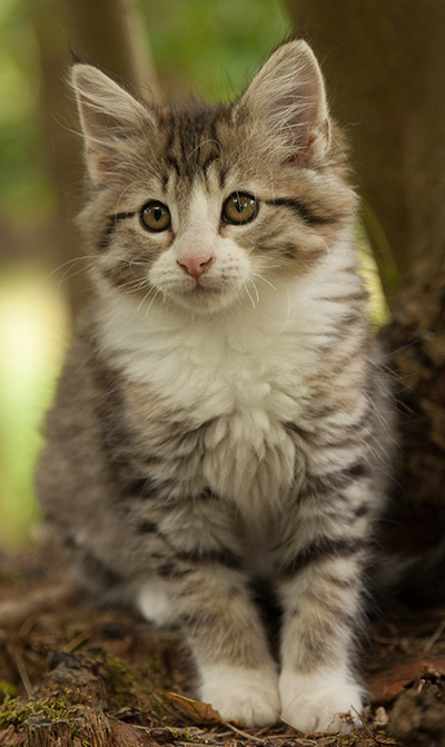 Leonie - 12 weeks old