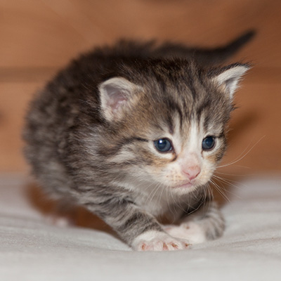 Leonie - 3 weeks old