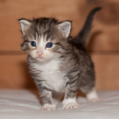 Leonie - 3 weeks old