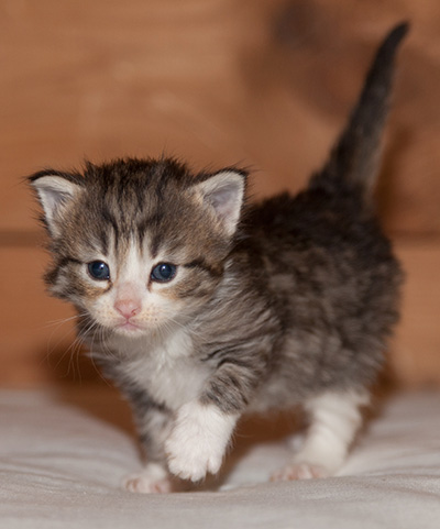 Leonie - 3 weeks old