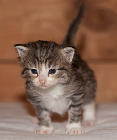 Leonie - 3 weeks old
