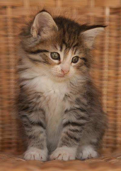 Leonie - 7 weeks old