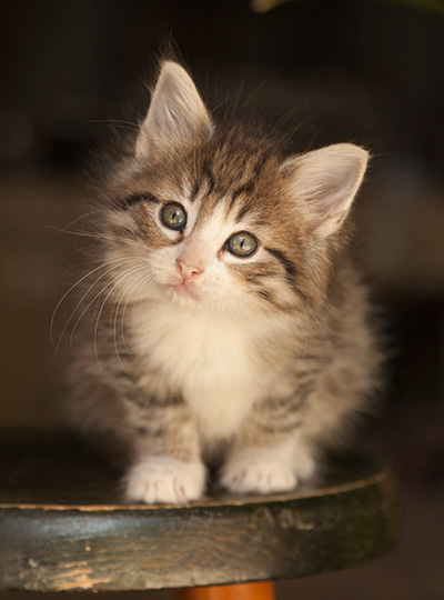 Leonie - 7 weeks old