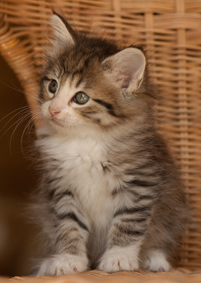 Leonie - 7 weeks old