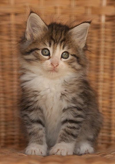 Leonie - 7 weeks old