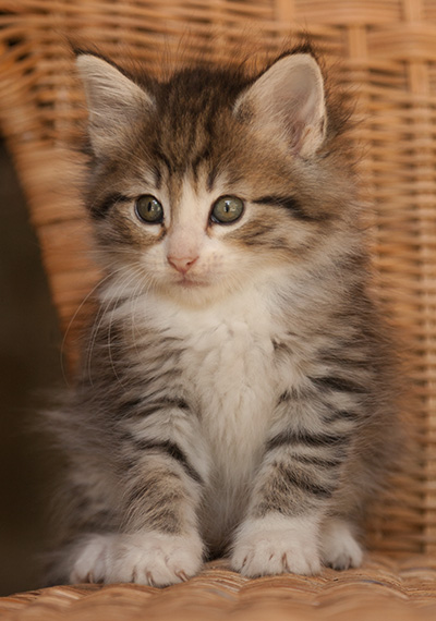 Leonie - 7 weeks old