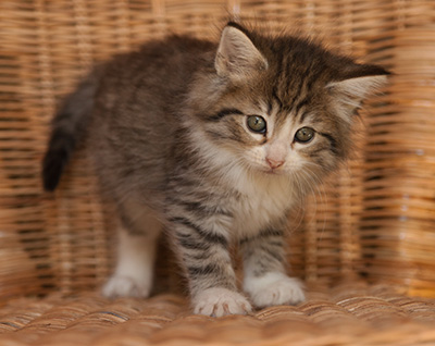 Leonie - 7 weeks old
