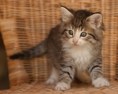 Leonie - 7 weeks old