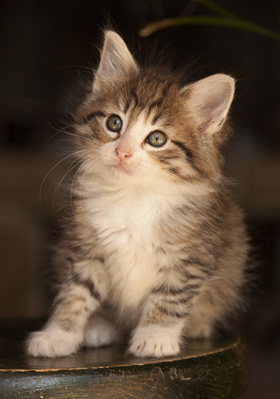 Leonie - 7 weeks old