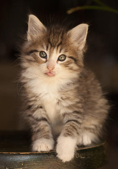 Leonie - 7 weeks old