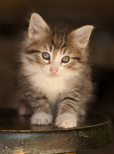 Leonie - 7 weeks old