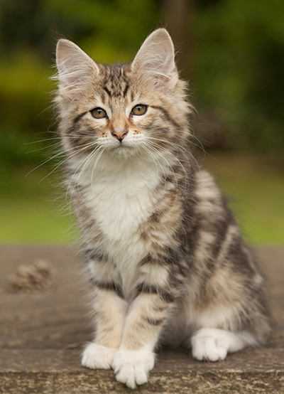 Leya - 12 weeks old