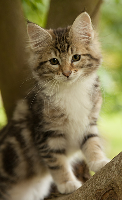 Leya - 12 weeks old