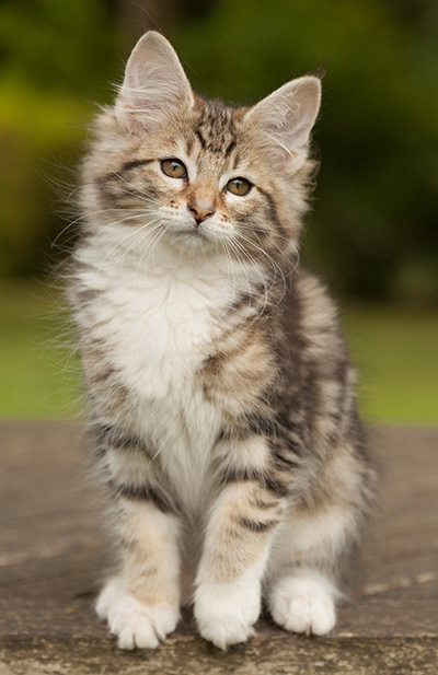 Leya - 12 weeks old
