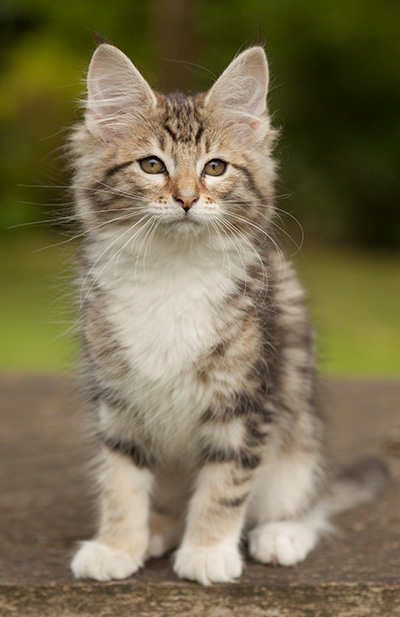 Leya - 12 weeks old