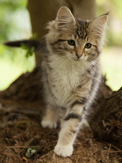 Leya - 12 weeks old