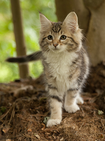 Leya - 12 weeks old