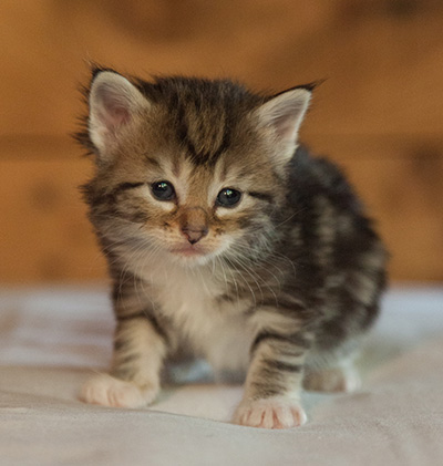 Leya - 3 weeks old