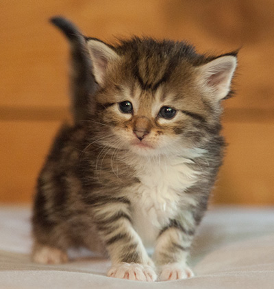 Leya - 3 weeks old