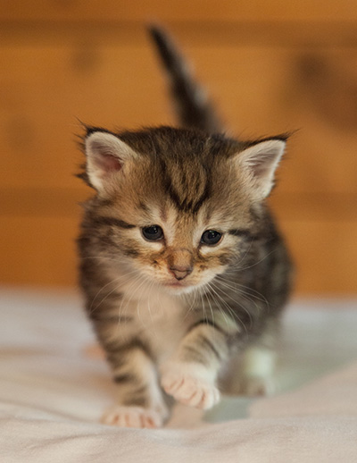 Leya - 3 weeks old