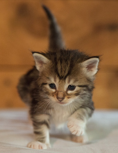 Leya - 3 weeks old