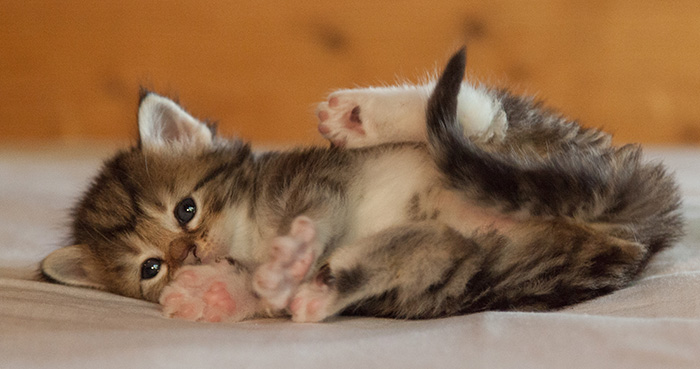 Leya - 3 weeks old