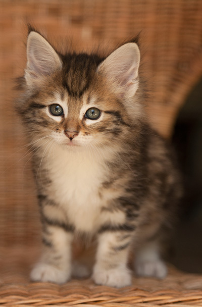 Leya - 7 weeks old