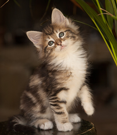 Leya - 7 weeks old