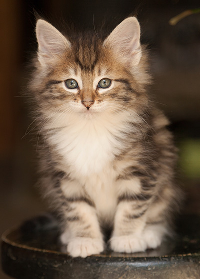 Leya - 7 weeks old