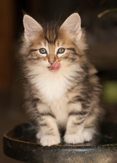 Leya - 7 weeks old
