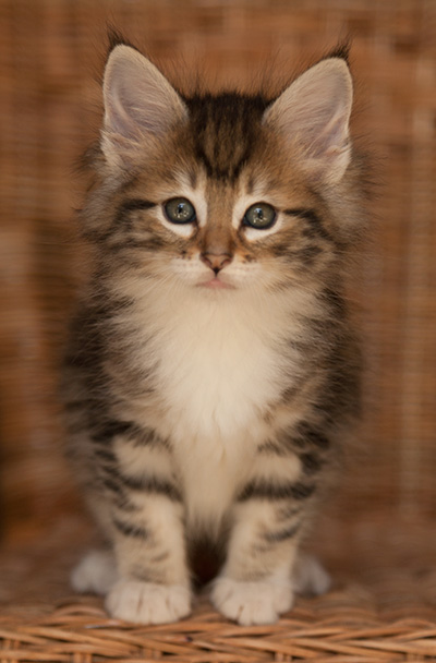 Leya - 7 weeks old