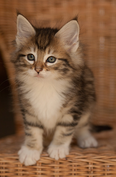 Leya - 7 weeks old