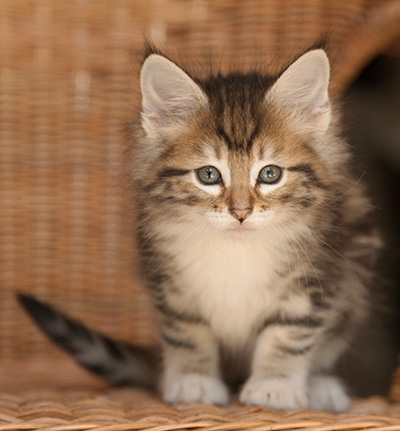Leya - 7 weeks old