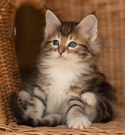 Leya - 7 weeks old