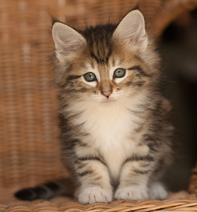 Leya - 7 weeks old