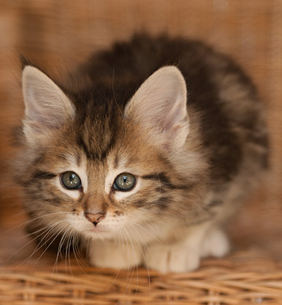 Leya - 7 weeks old