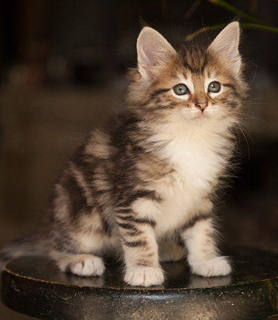Leya - 7 weeks old