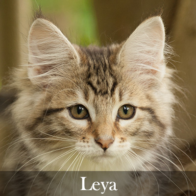 Leya