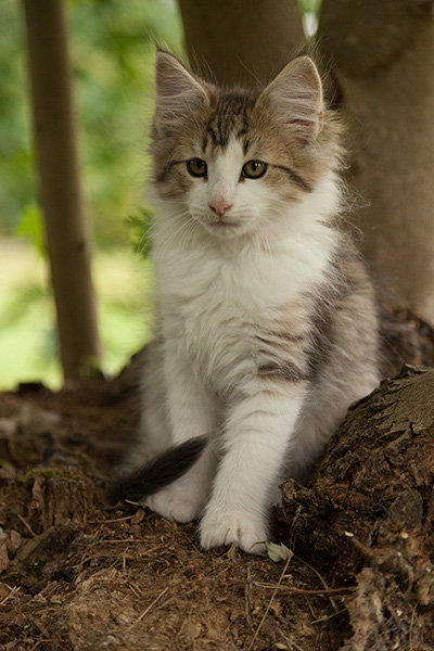 Loki - 12 weeks old