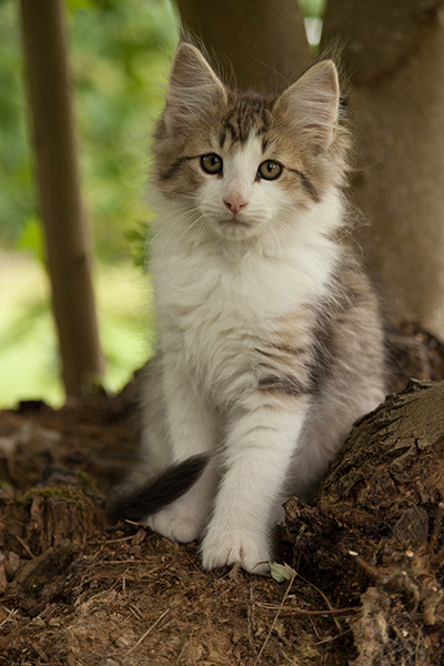 Loki - 12 weeks old