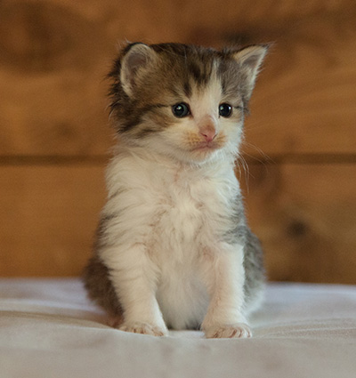 Loki - 3 weeks old
