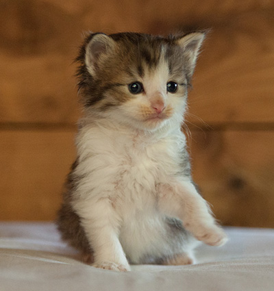Loki - 3 weeks old