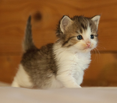 Loki - 3 weeks old