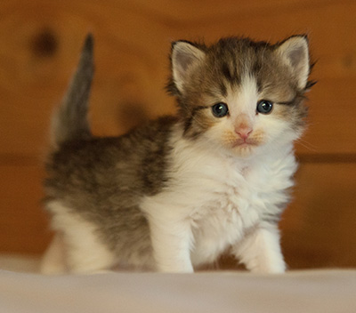 Loki - 3 weeks old
