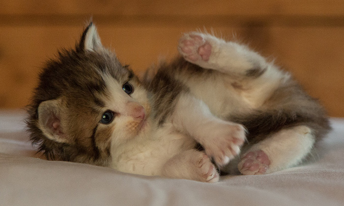 Loki - 3 weeks old
