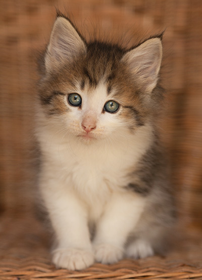 Loki - 7 weeks old