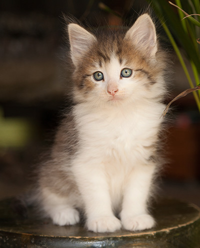 Loki - 7 weeks old