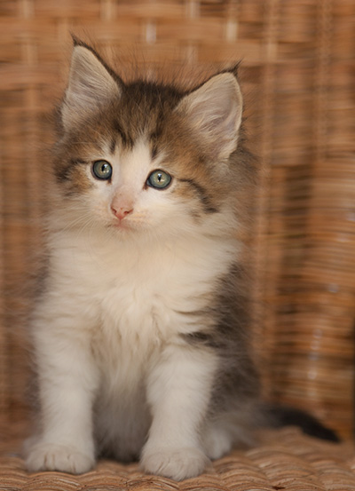 Loki - 7 weeks old